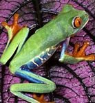pic for Tree Frog